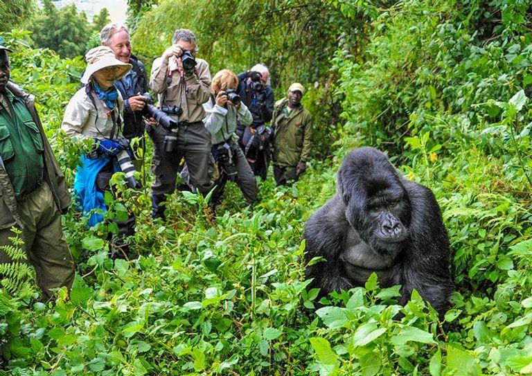 Nyota Trails and Safaris
