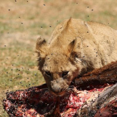 Tsavo West
