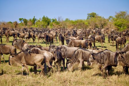 Great Wilderbeest Migration
