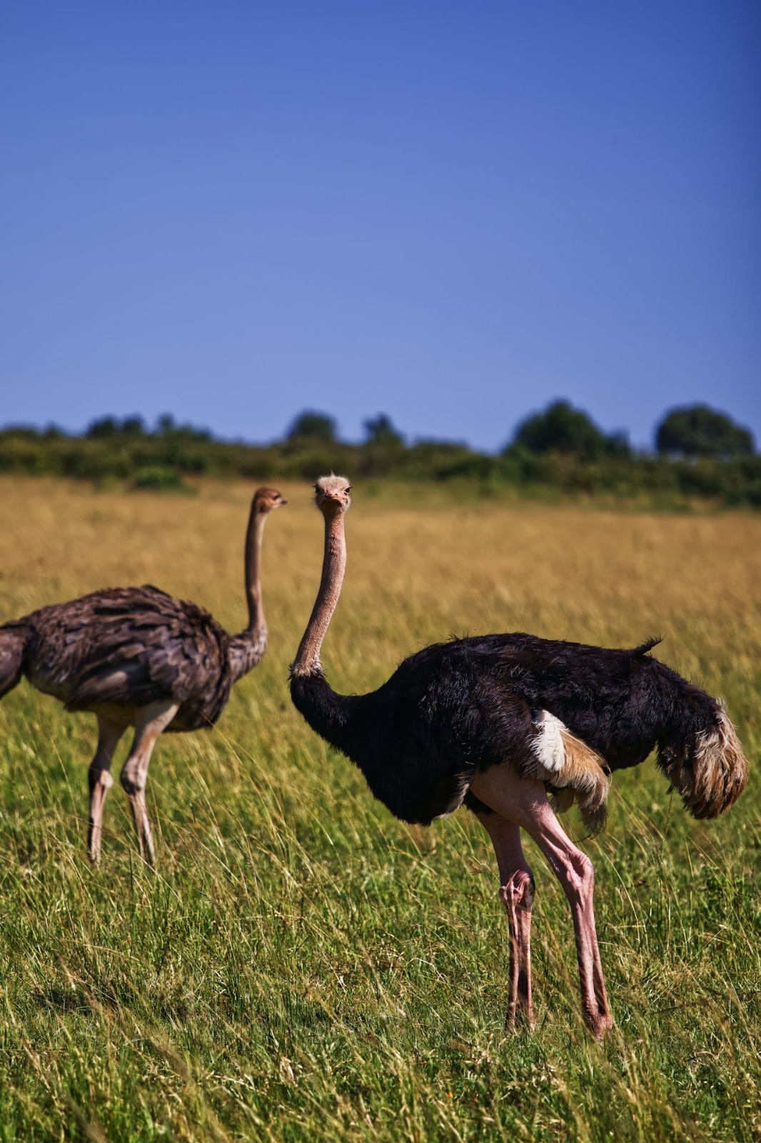 3 Days 2 Night’s Lake Manyara & Ngorongoro Tour